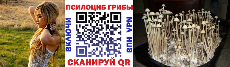 Купить  Кашин  Галлюциногенные грибы мицелий 